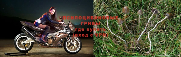 стафф Богданович